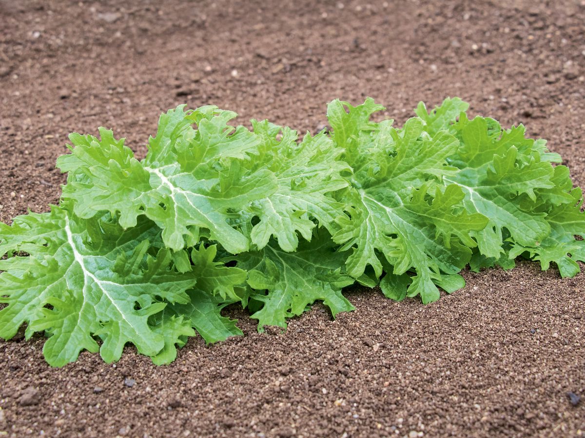 2g Asiasalat Bio Samen Mizuna Wasabino Salat