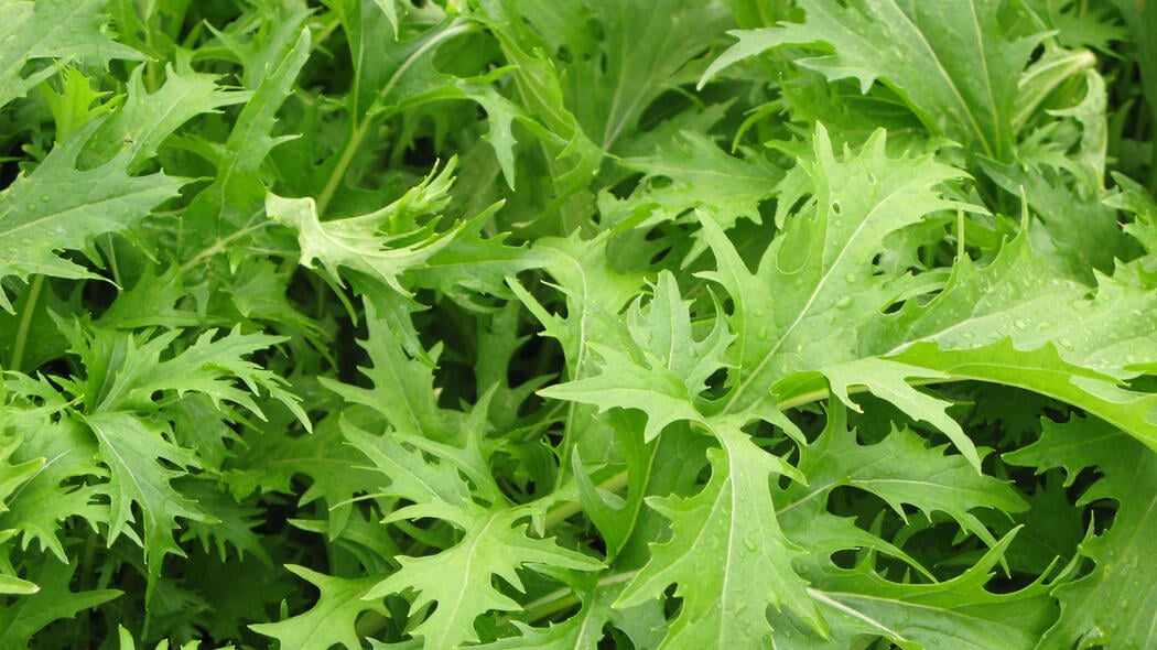 2g Asiasalat Bio Samen Mizuna Wasabino Salat